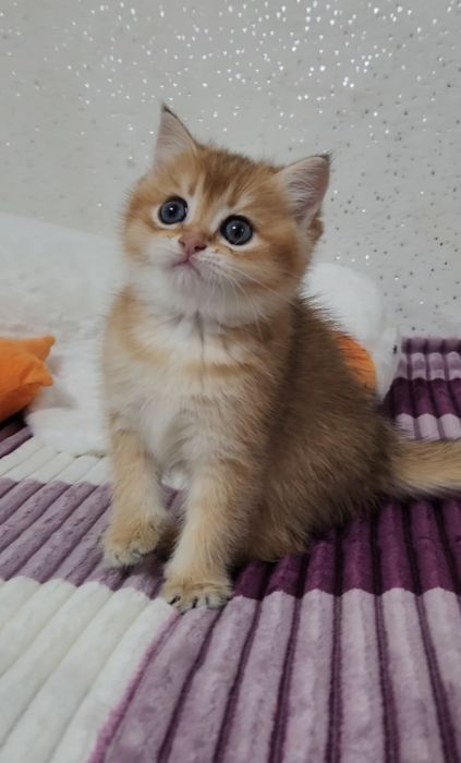 Шотландська золота шиншила