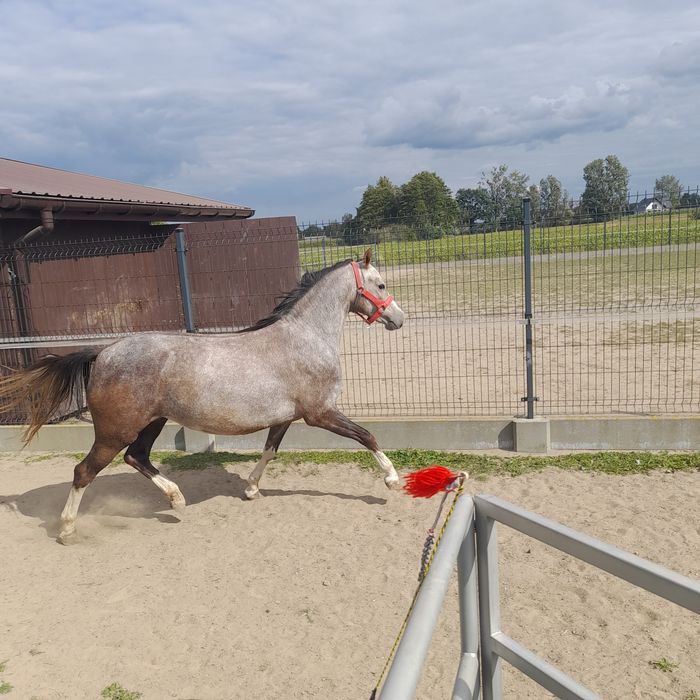 KUCE Klacze Walijskie