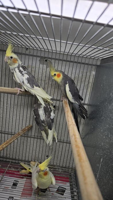 Grande alexandre/caturras