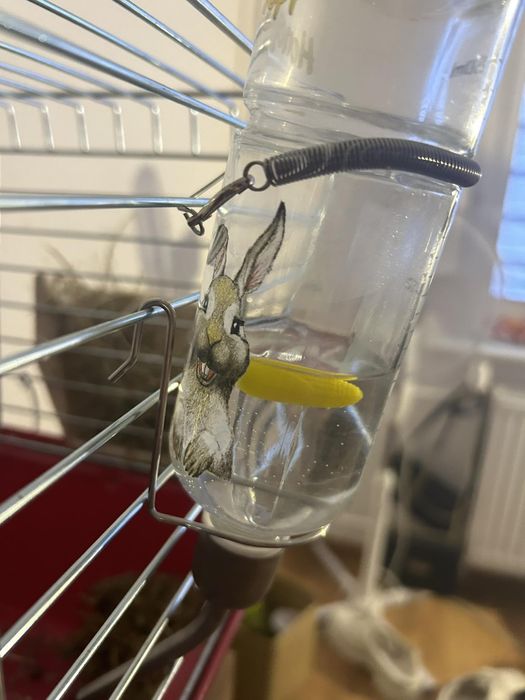 Sprzedam kròlika samica