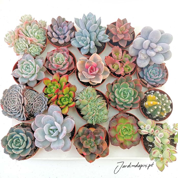 Suculentas e cactos
