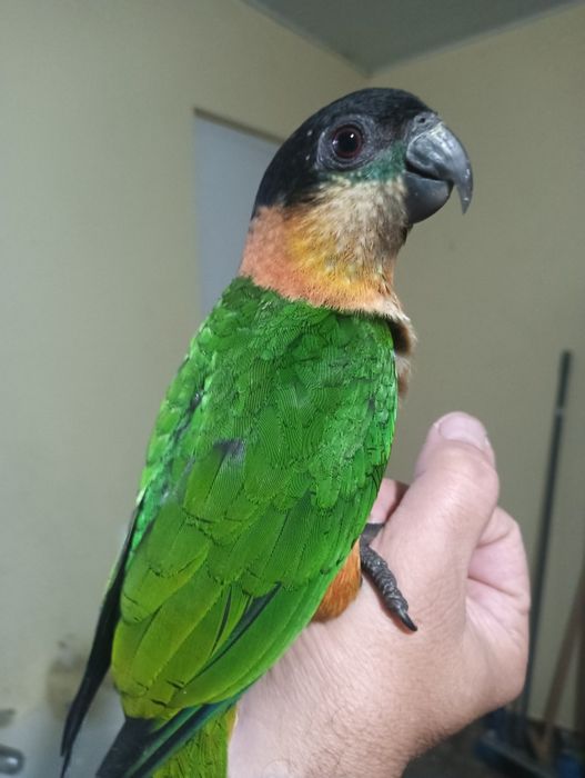 Marianinha cabeça preta de 2025 .