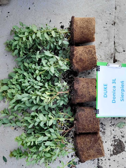 3. Borówka Amerykańska Duke  CAC donica 3Litry, 3 lata Premium