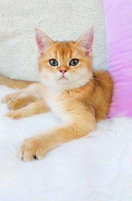 Зеленоглазый шотландский котёночек
