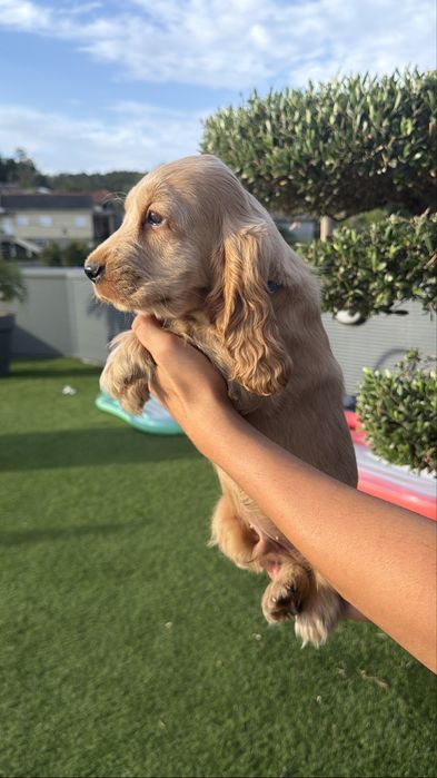 Cocker menino  lindo