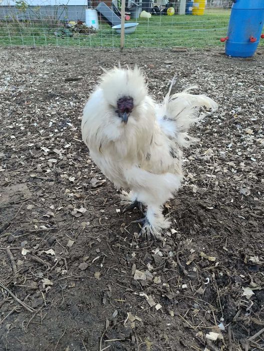 Kogut silka kogut bialoczuba