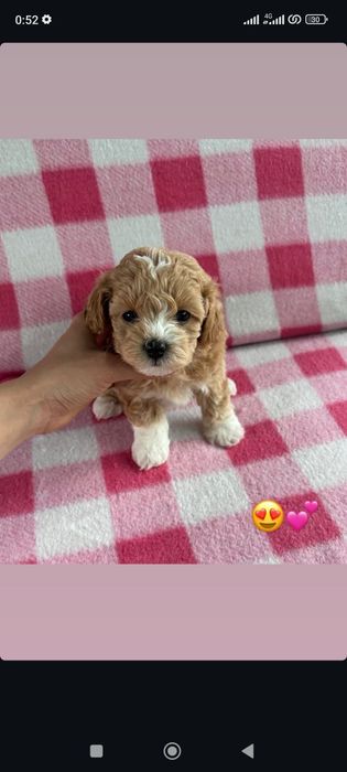 Maltipoo мальтіпу люкс ф1 до 3 кг , не линяє все життя