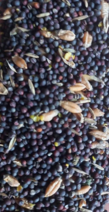 Sprzedam rzepak ozimy