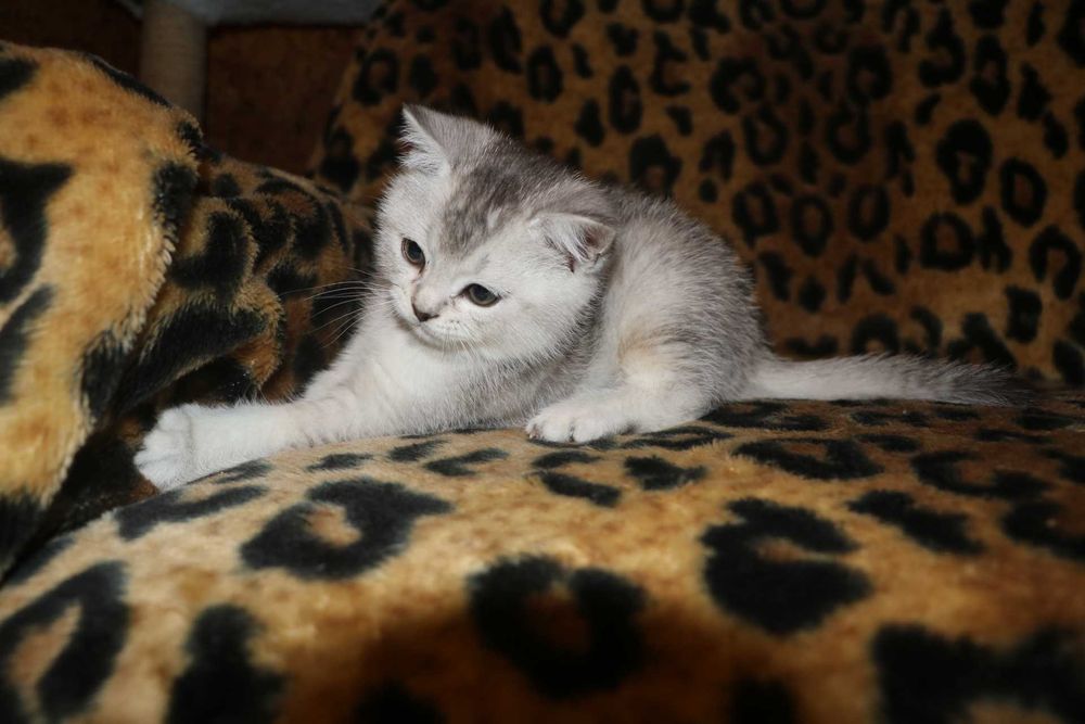 Шотландське прямовухе кошеня, Скотіш Страйт, Львів