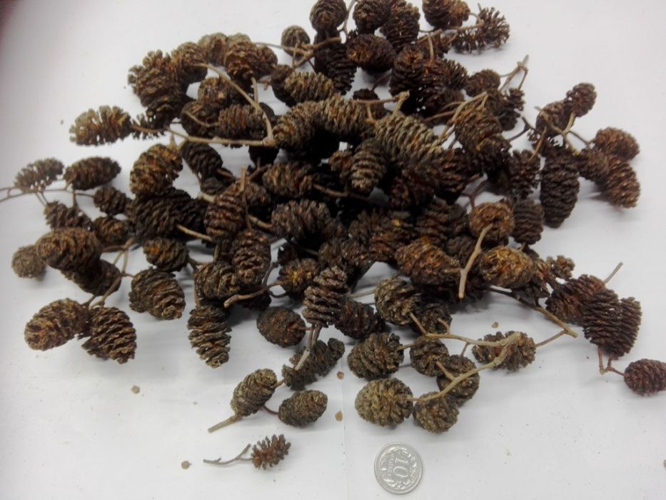 Szyszka olchy czarnej cięta na nasiona  200 gram [1000 szt. )
