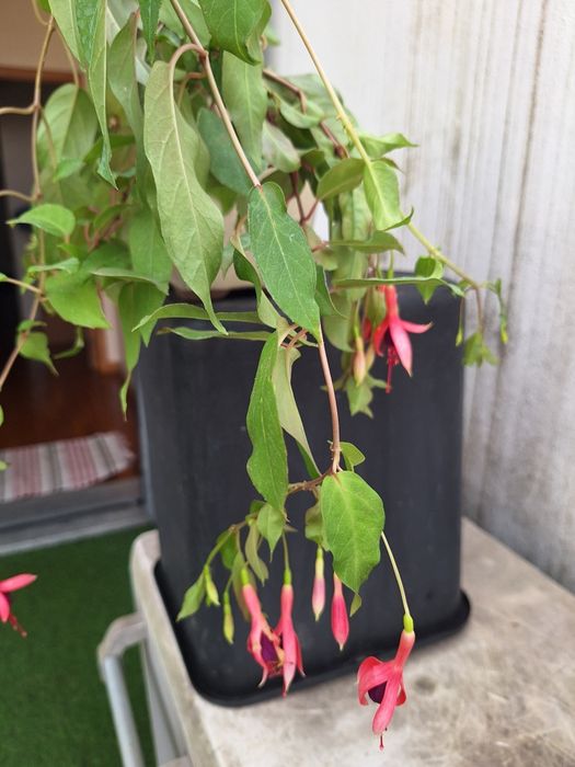 Bonsai fuchsia flor