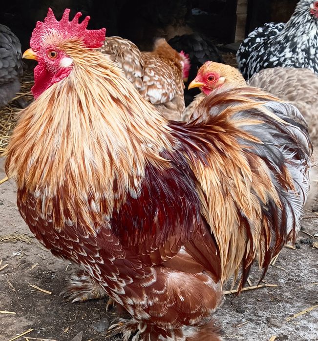 Kogut kochin karzełek