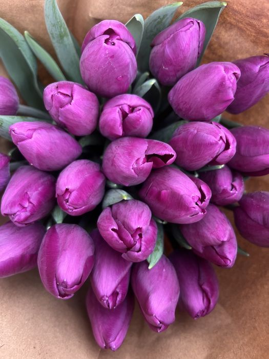 Тюльпан ОПТ до 14 лютого