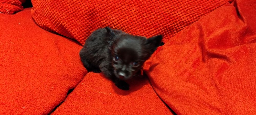 Yorkshire terrier czarny