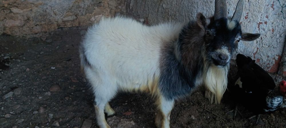 Vendo animais de quinta