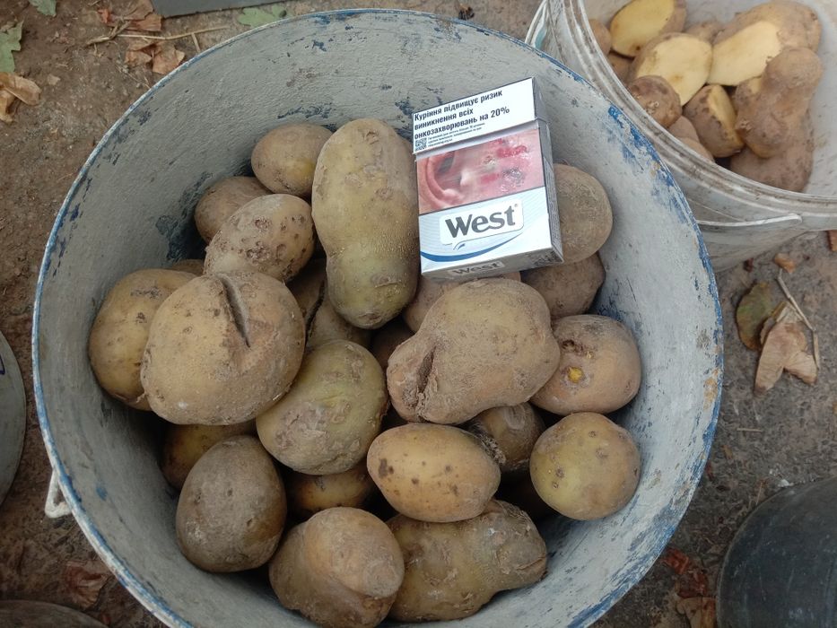 насіннєва бульба