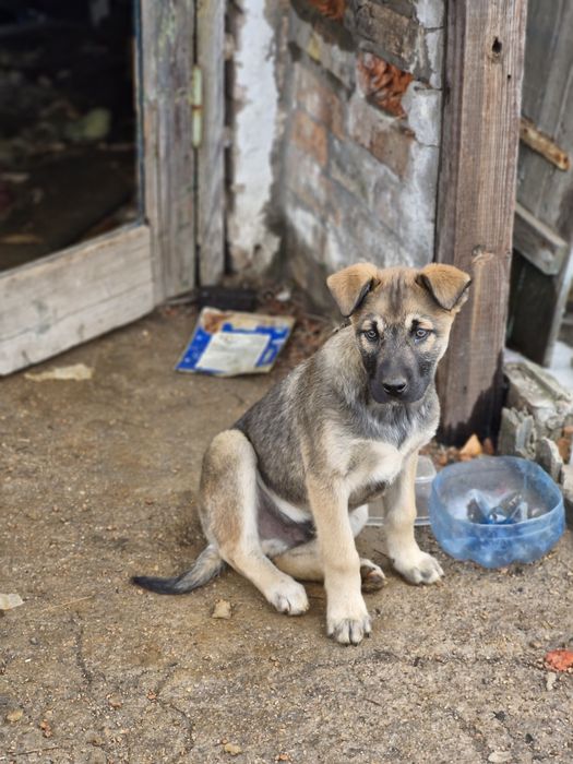 Цуценята шукають домівку
