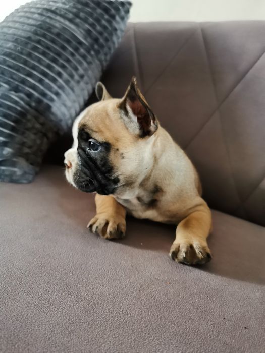 Buldog francuski