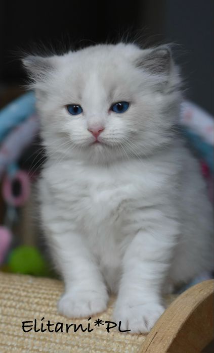 Kocurek, rodowód FPL, hodowla 15 lat.