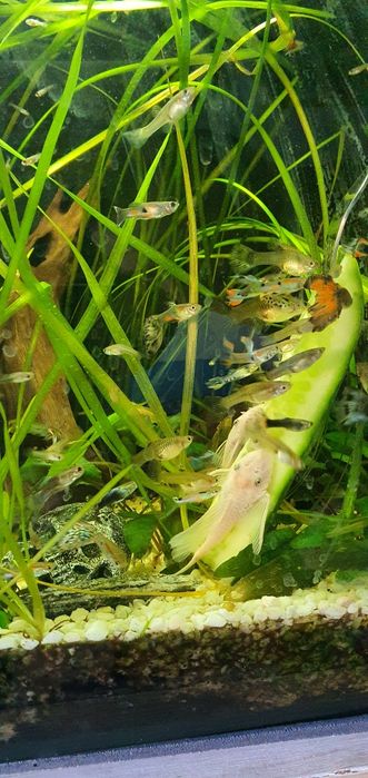 Akwarium kompletne plus rybki  l144 snow white long fin ,około 20sztuk