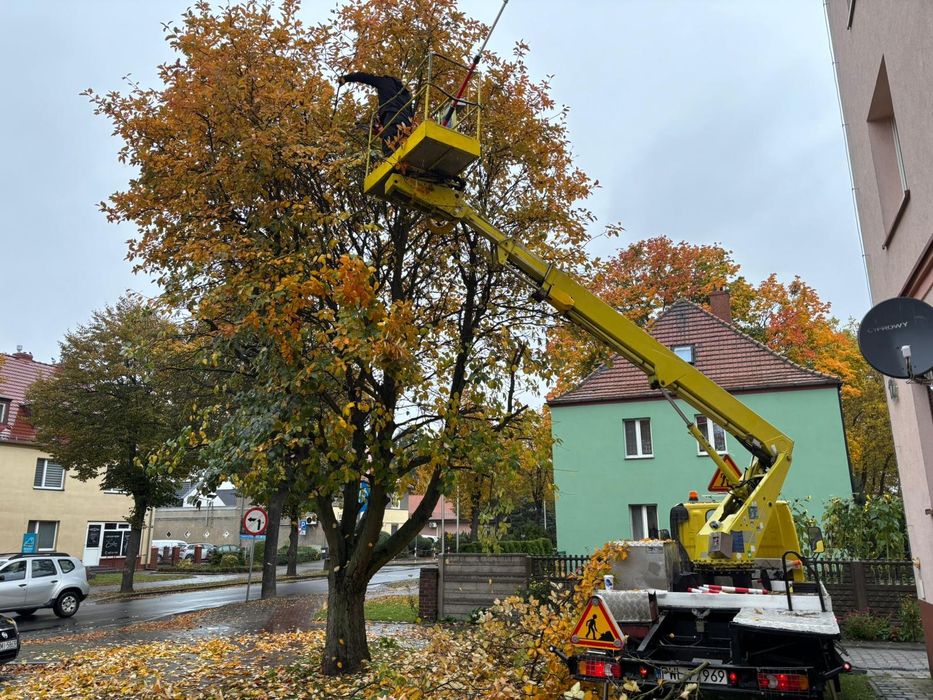 Wycinki drzew oraz pracę ogrodnicze