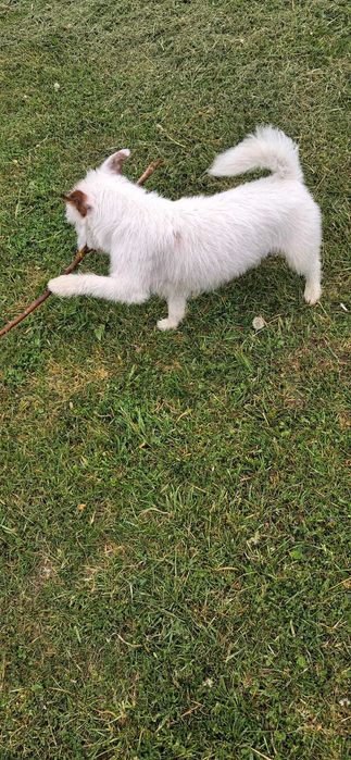 Jack Russel Terrier
