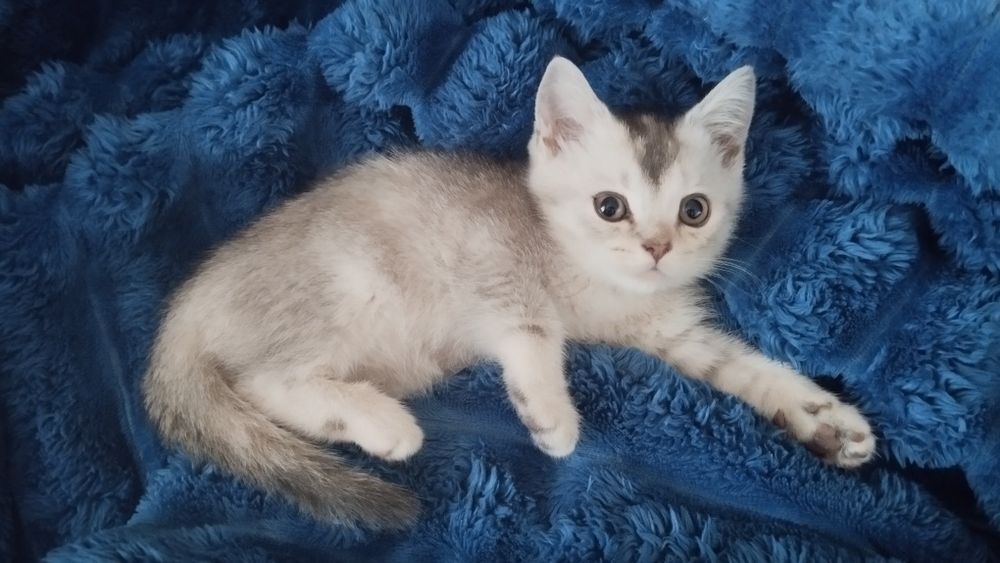 Шотландські малюки дівчатка
