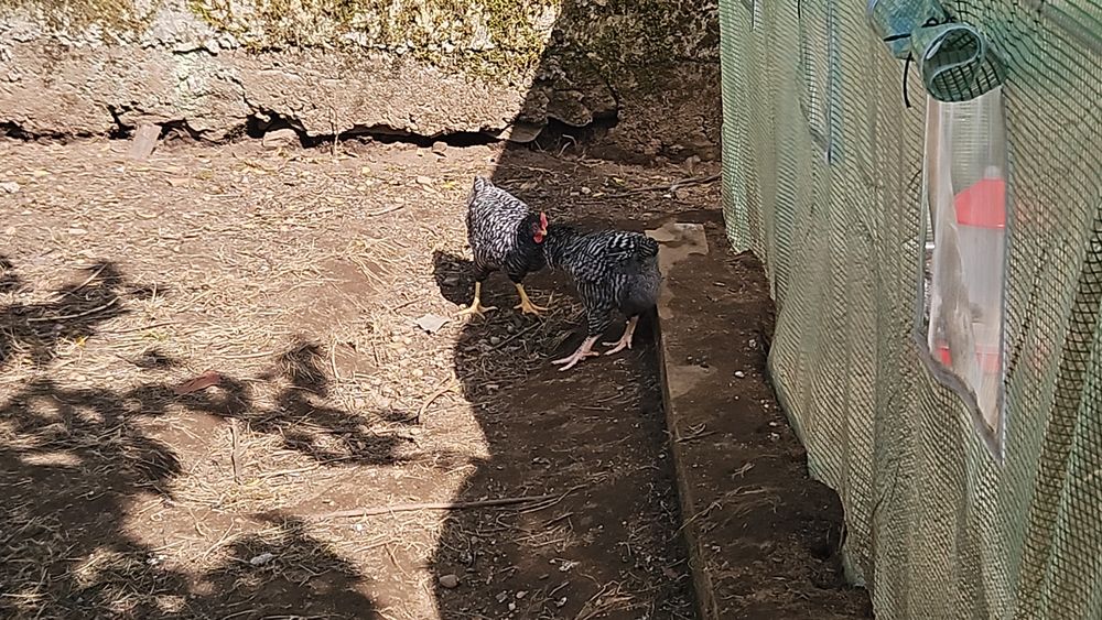 Franguitos e franguitas com 3 meses