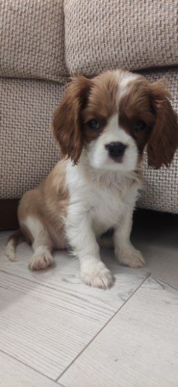 Cavalier King Charles spaniel