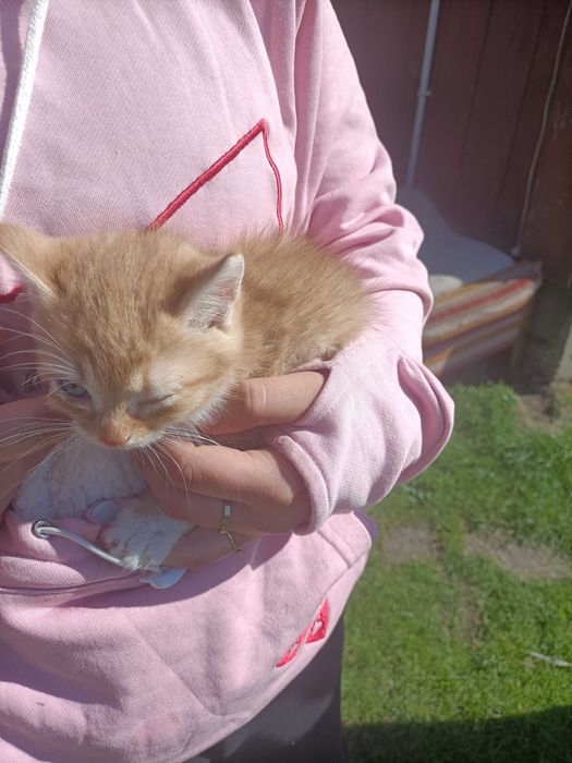 Oddam kotki w dobre ręce
