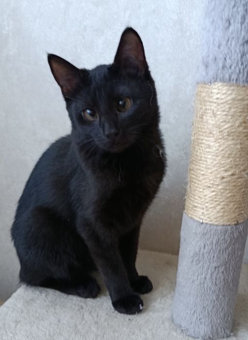 Кошеня (дівчинка, вік 7 міс)