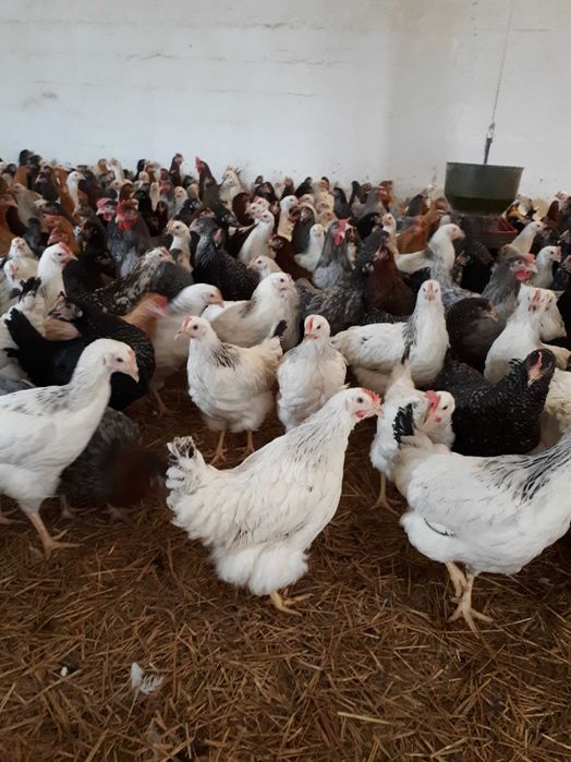 Kury nioski młode Rosa ogólnoużytkowe Dominant Messa Leghorn Sendy