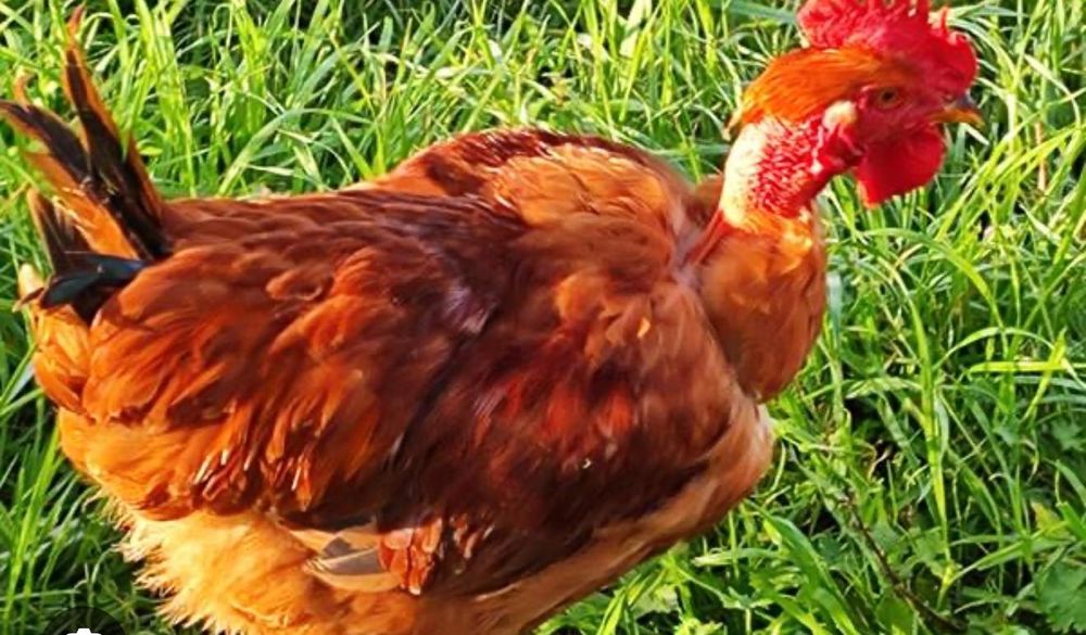 Vários animais galinhas, perus, cordonizes,  garnizas , patos, gansos
