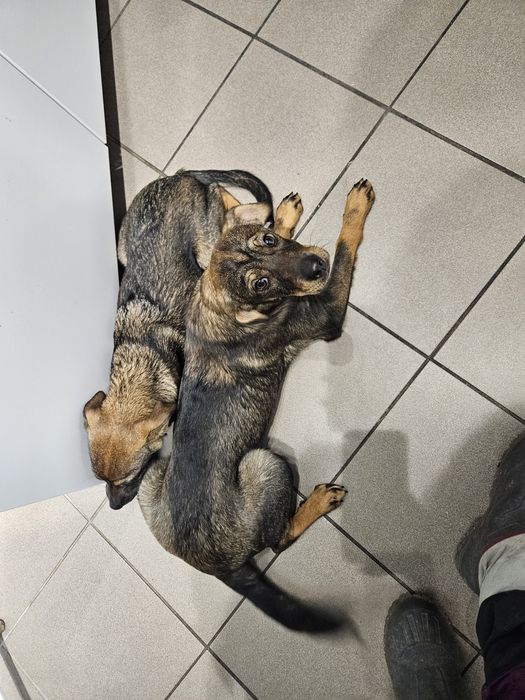 Suczka 11 miesięcy do adopcji