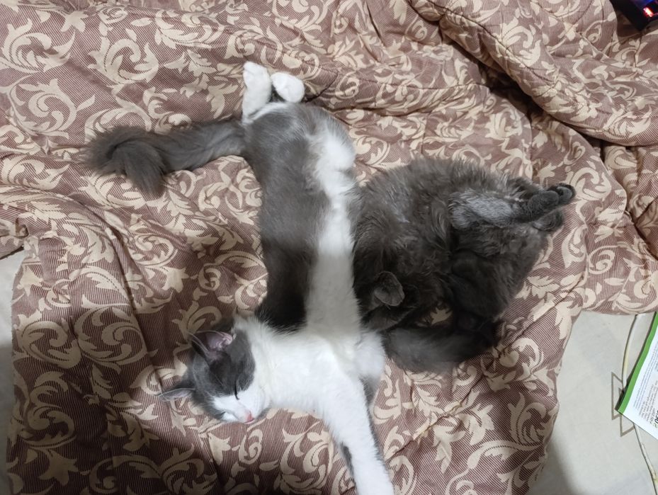 Отдадим котика и кошку  в хорошие руки . Они ищют семью.