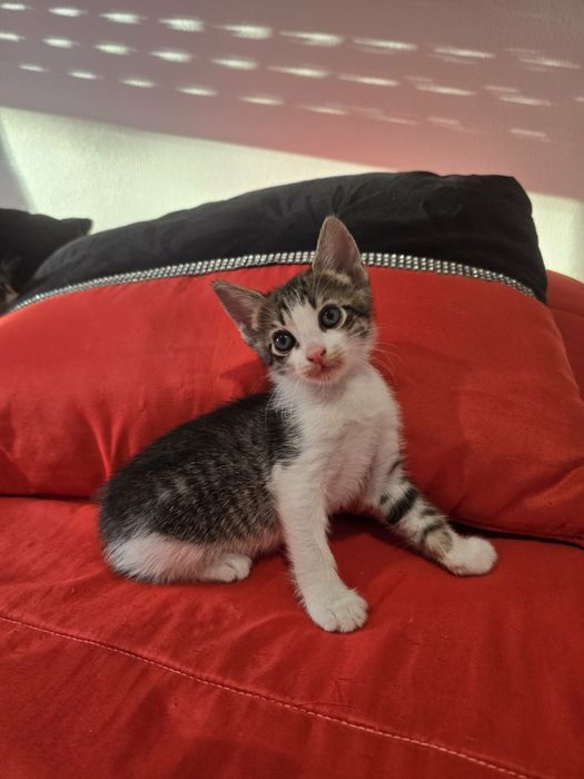 Gatinhos para adoção