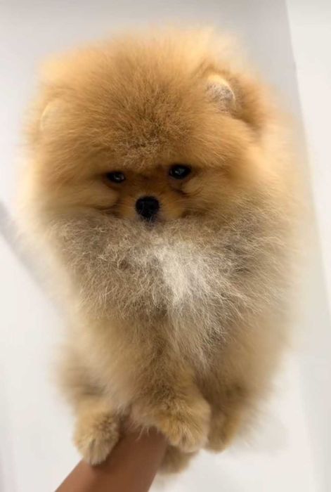 !!Mały miś pomeranian mini