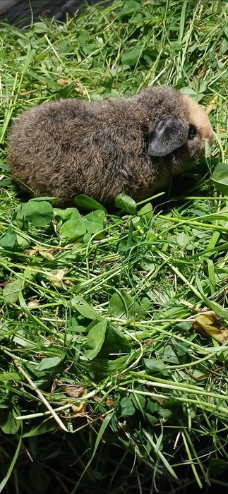 Морська свинка, Тедді