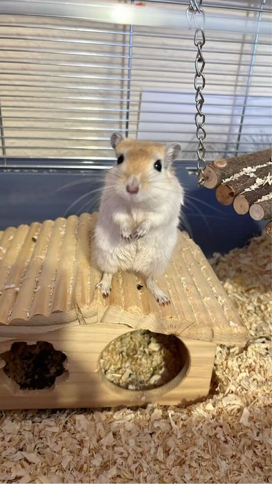 Декоративні мишенята Мышка Мышь піщанка