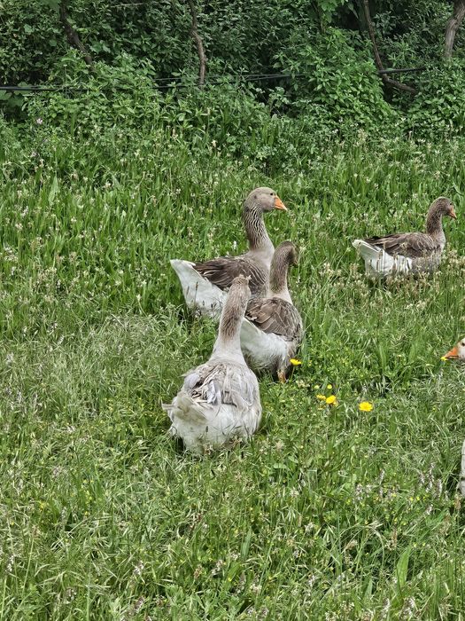 Gansos Toulouse e Sebastopol
