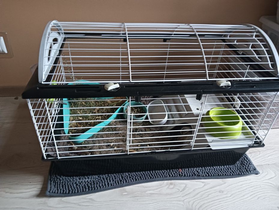 Świnka morska dlugowlosa