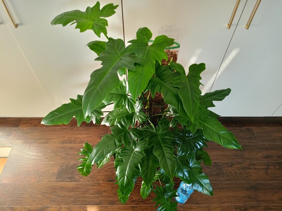 Philodendron Dragon