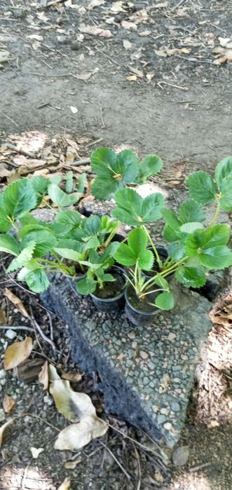 Полуниця саджанці...