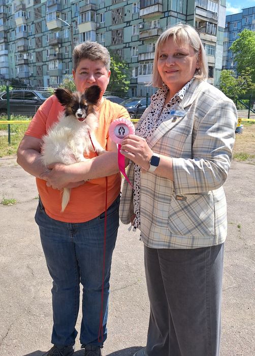 Супер звезда папильон