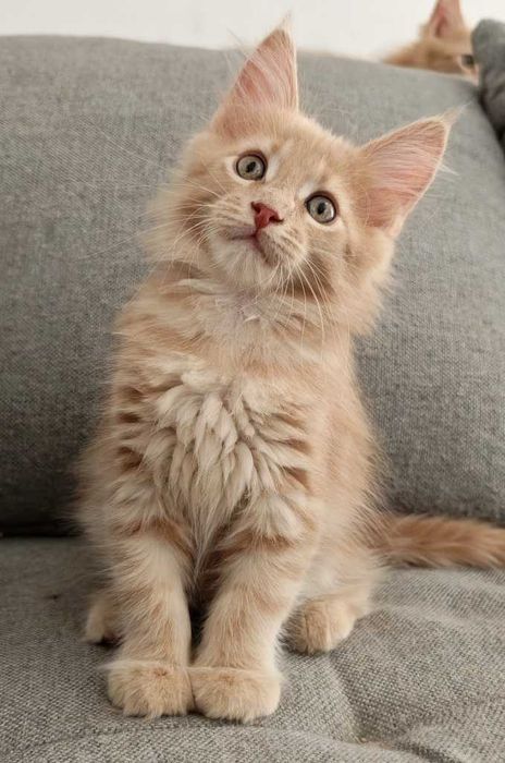 Maine coon koteczka Triana