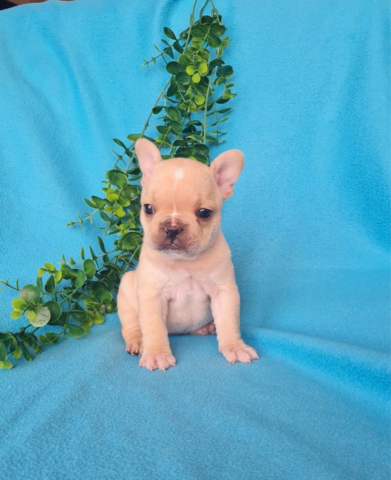 Excelente menina Bulldog/Bouledogue Francês de Qualidade