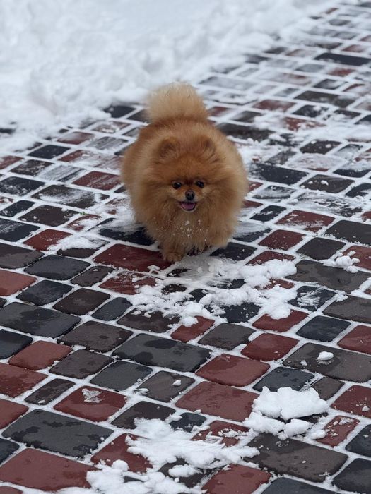 Померанський шпіц дівчинка 3,5 роки