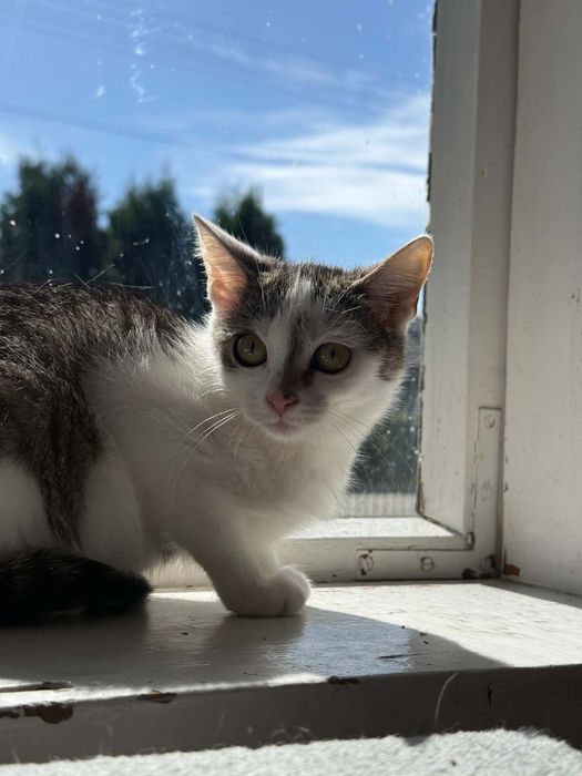Kicia kocia Sky do adopcji