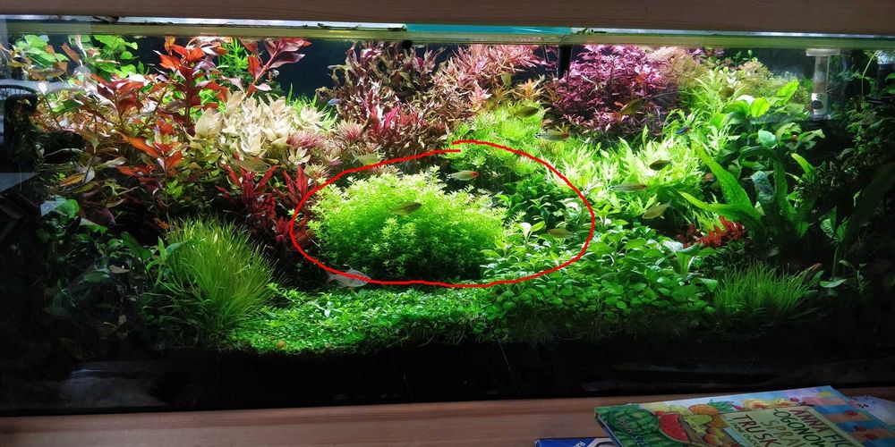 Duży Heniek - Hemianthus Roślina do akwarium KĘPA.
