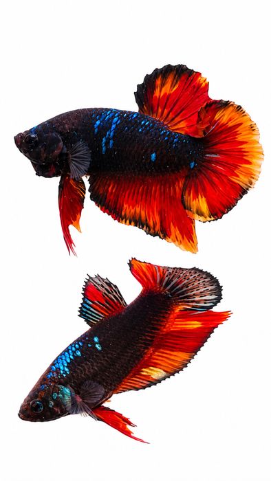 Bettas Tailândia - Premium Selection